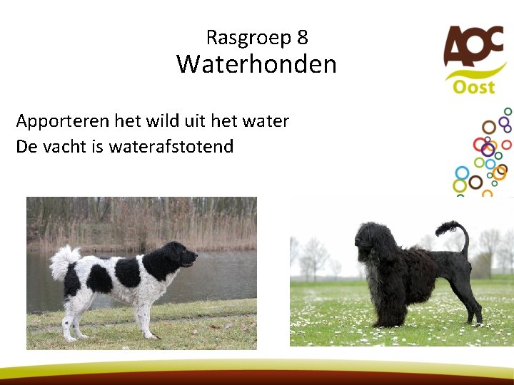Rasgroep 8 Waterhonden Apporteren het wild uit het water De vacht is waterafstotend 