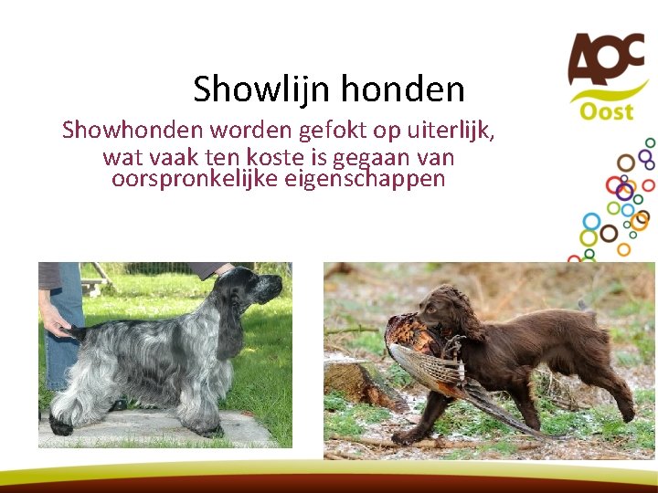 Showlijn honden Showhonden worden gefokt op uiterlijk, wat vaak ten koste is gegaan van