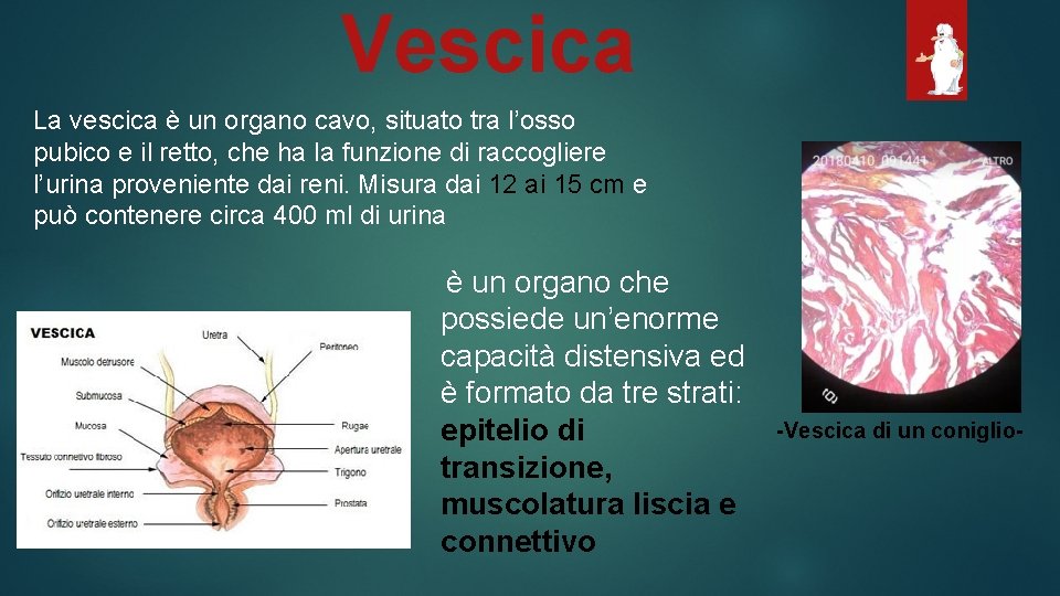 Vescica La vescica è un organo cavo, situato tra l’osso pubico e il retto,