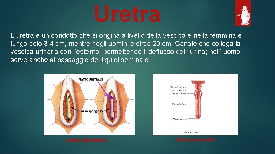 Uretra L’uretra è un condotto che si origina a livello della vescica e nella