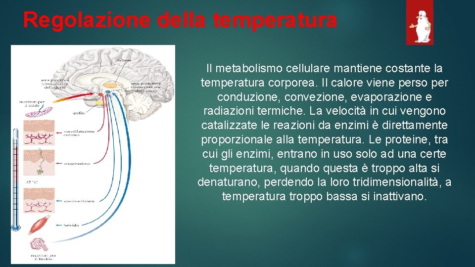 Regolazione della temperatura Il metabolismo cellulare mantiene costante la temperatura corporea. Il calore viene