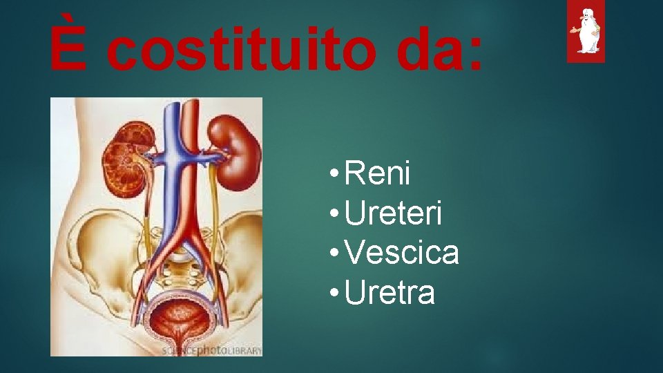 È costituito da: • Reni • Ureteri • Vescica • Uretra 