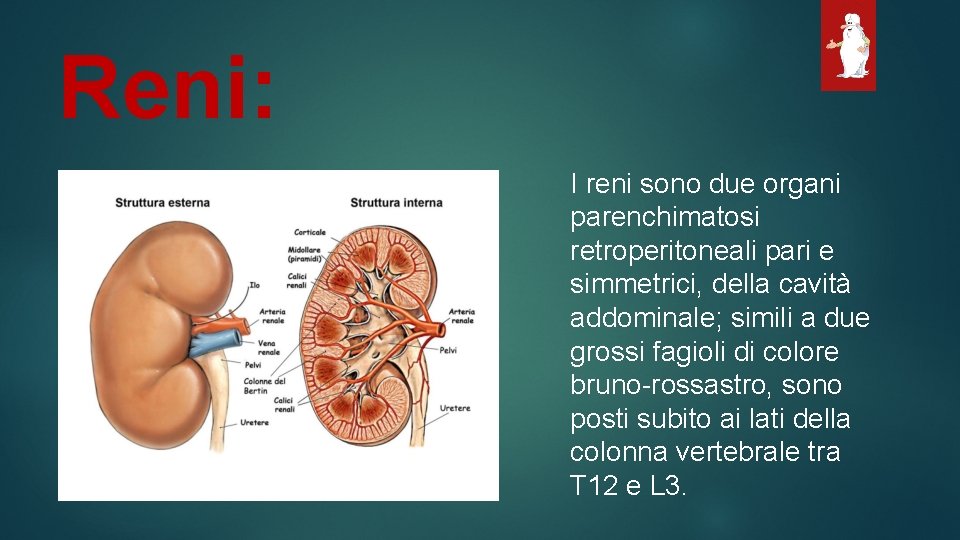 Reni: I reni sono due organi parenchimatosi retroperitoneali pari e simmetrici, della cavità addominale;