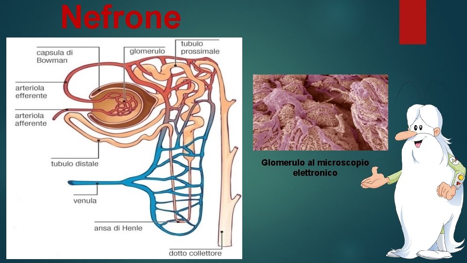 Nefrone Glomerulo al microscopio elettronico 