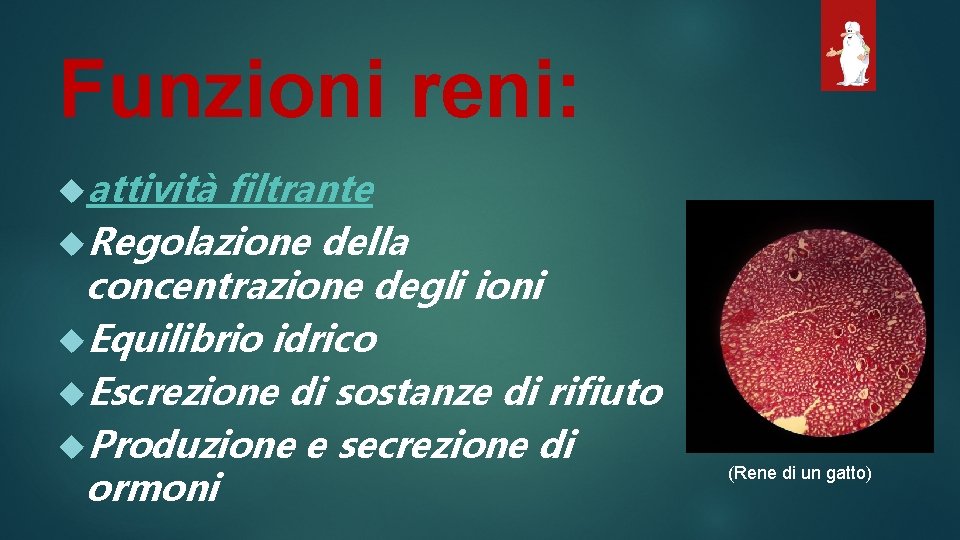 Funzioni reni: attività filtrante Regolazione della concentrazione degli ioni Equilibrio idrico Escrezione di sostanze