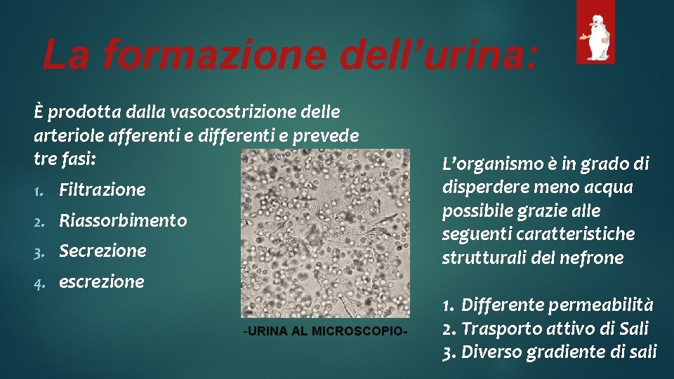 La formazione dell’urina: È prodotta dalla vasocostrizione delle arteriole afferenti e differenti e prevede