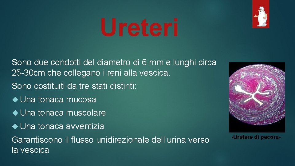 Ureteri Sono due condotti del diametro di 6 mm e lunghi circa 25 -30