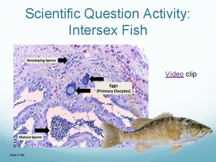 Scientific Question Activity: Intersex Fish Video clip Mark Fritts 