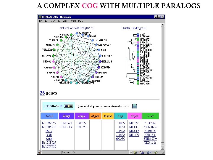 A COMPLEX COG WITH MULTIPLE PARALOGS 