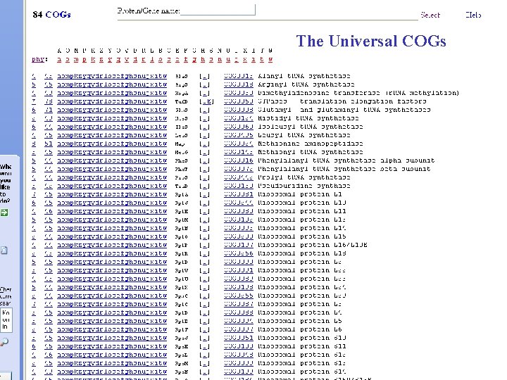 The Universal COGs 