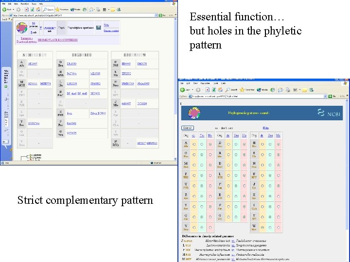 Essential function… but holes in the phyletic pattern Strict complementary pattern 