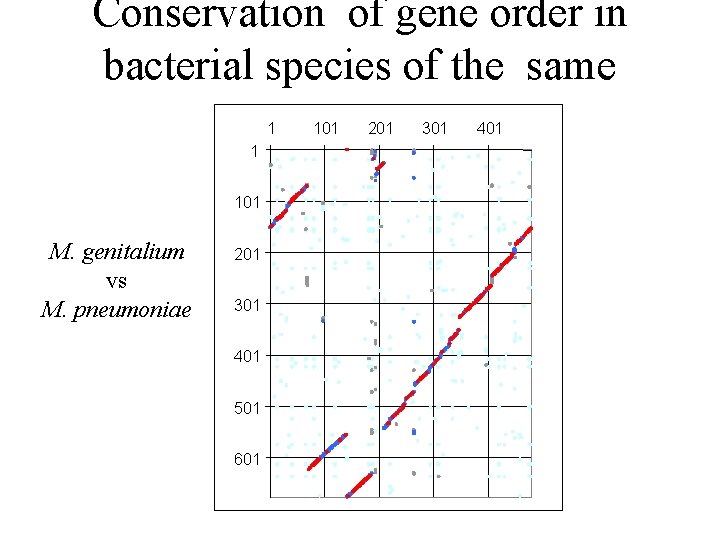 Conservation of gene order in bacterial species of the same genus 1 1 101