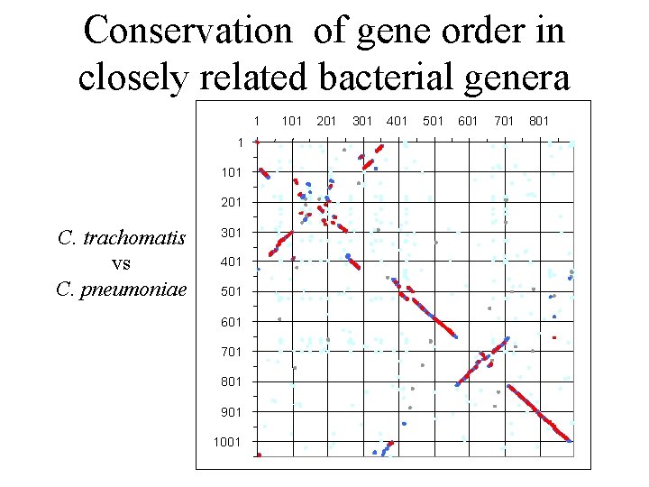 Conservation of gene order in closely related bacterial genera 1 1 101 201 C.