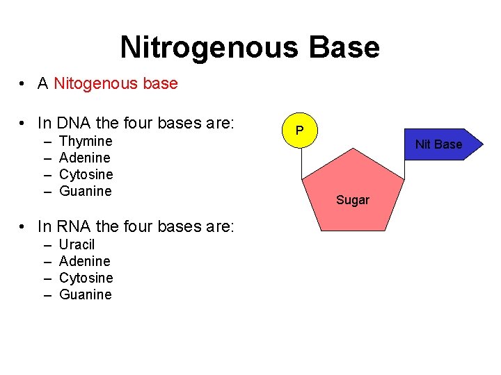 Nitrogenous Base • A Nitogenous base • In DNA the four bases are: –