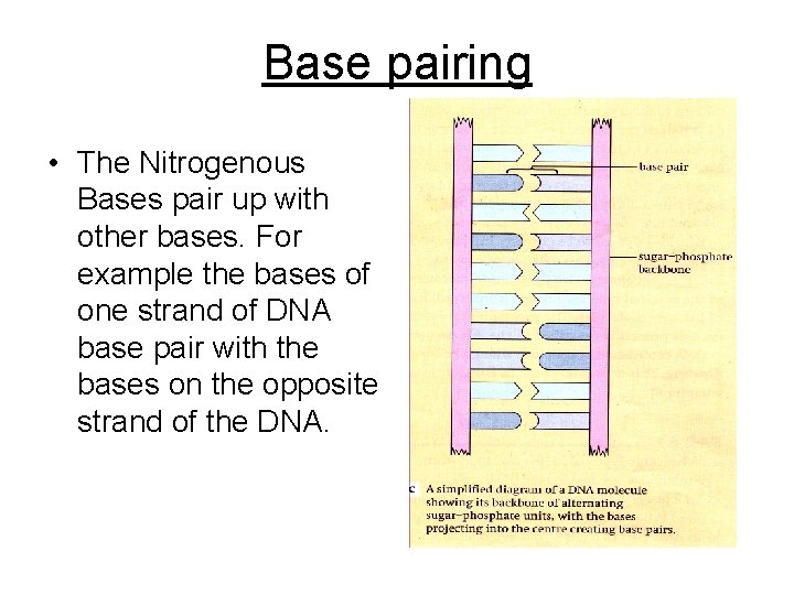 Base pairing • The Nitrogenous Bases pair up with other bases. For example the