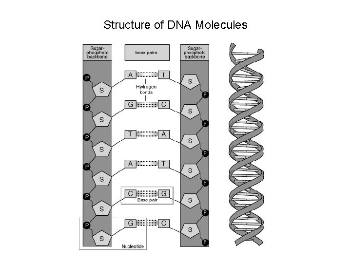 Structure of DNA Molecules 