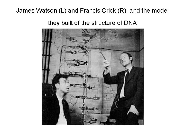 James Watson (L) and Francis Crick (R), and the model they built of the