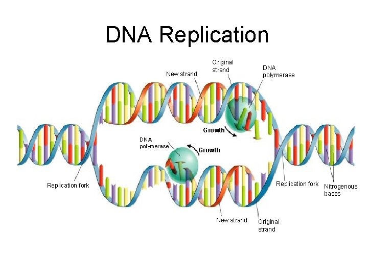 Section 12 -2 DNA Replication New strand Original strand DNA polymerase Growth Replication fork