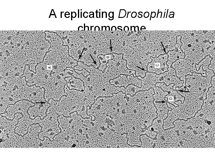 A replicating Drosophila chromosome 