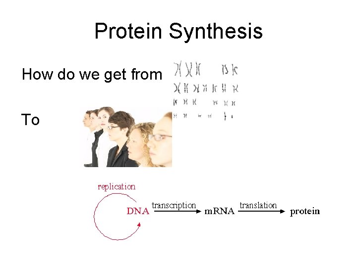 Protein Synthesis How do we get from To 