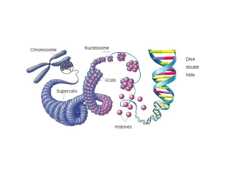 Section 12 -2 Chromosome Nucleosome DNA double helix Coils Supercoils Histones Go to Section: