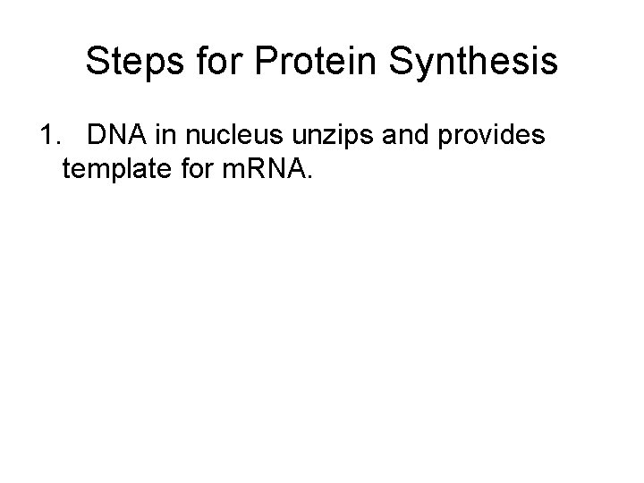 Steps for Protein Synthesis 1. DNA in nucleus unzips and provides template for m.