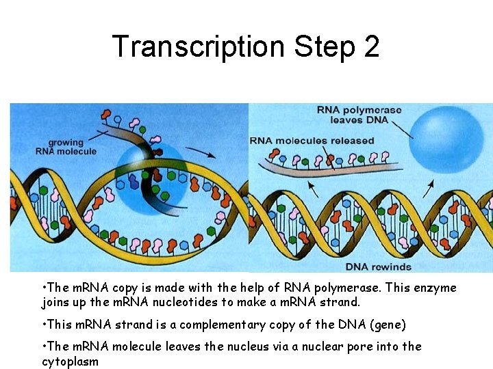 Transcription Step 2 • The m. RNA copy is made with the help of