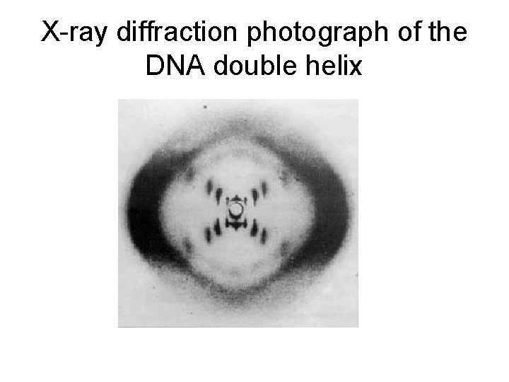 X-ray diffraction photograph of the DNA double helix 