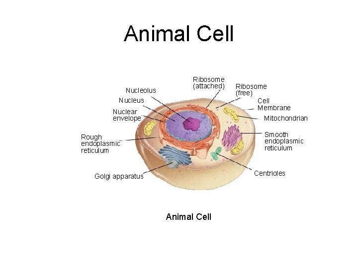Animal Cell Nucleolus Nucleus Ribosome (attached) Nuclear envelope Ribosome (free) Cell Membrane Mitochondrian Smooth