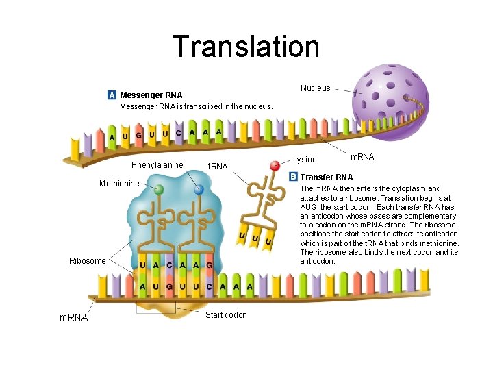 Translation Section 12 -3 Nucleus Messenger RNA is transcribed in the nucleus. Phenylalanine t.