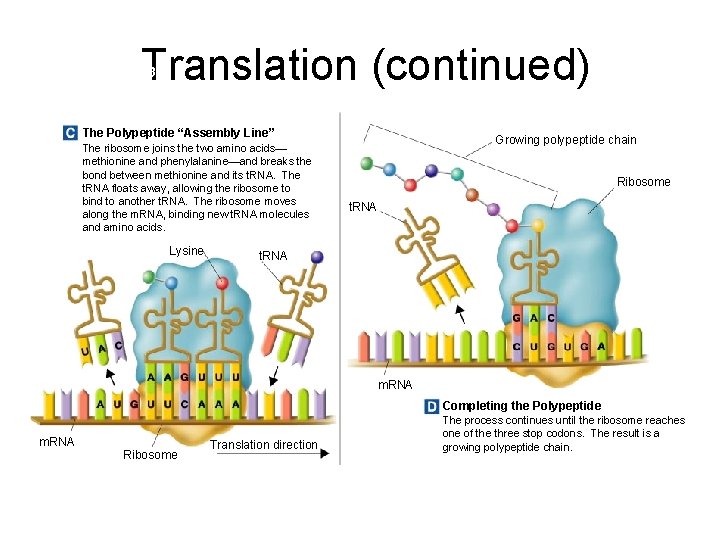  Translation (continued) Section 12 -3 The Polypeptide “Assembly Line” The ribosome joins the