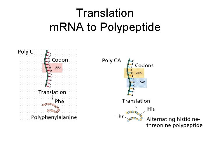 Translation m. RNA to Polypeptide 