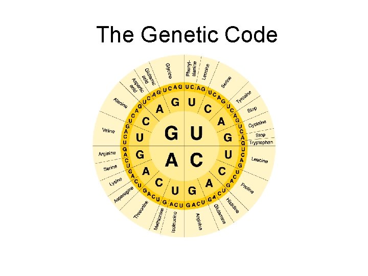  The Genetic Code Go to Section: 
