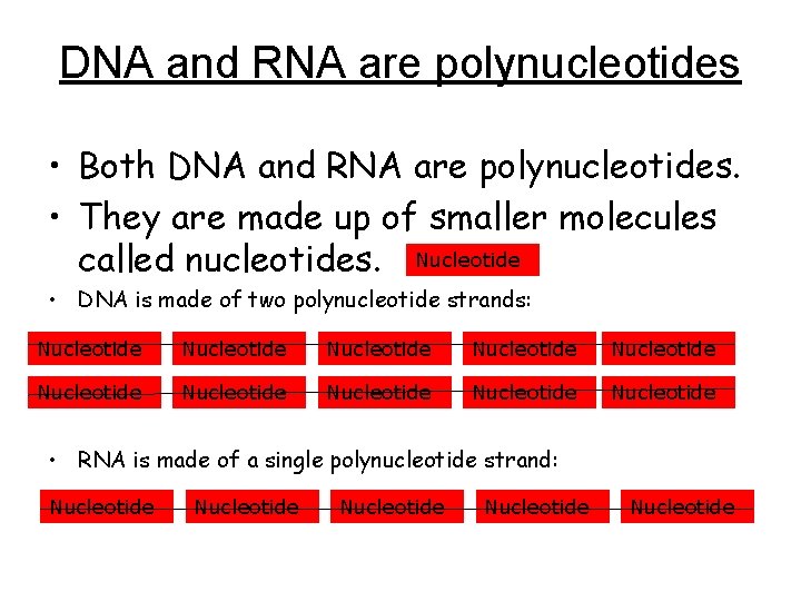 DNA and RNA are polynucleotides • Both DNA and RNA are polynucleotides. • They