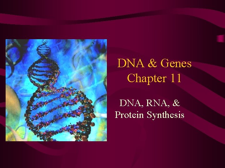 DNA & Genes Chapter 11 DNA, RNA, & Protein Synthesis 