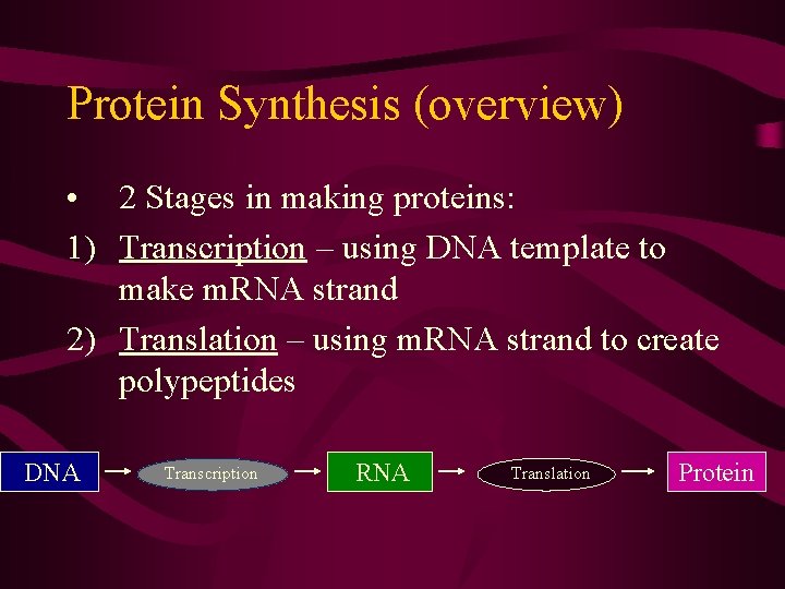Protein Synthesis (overview) • 2 Stages in making proteins: 1) Transcription – using DNA