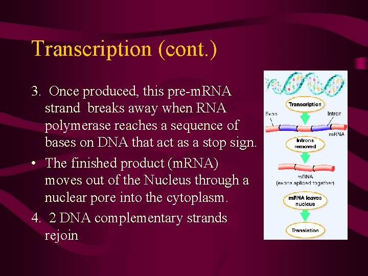 Transcription (cont. ) 3. Once produced, this pre-m. RNA strand breaks away when RNA