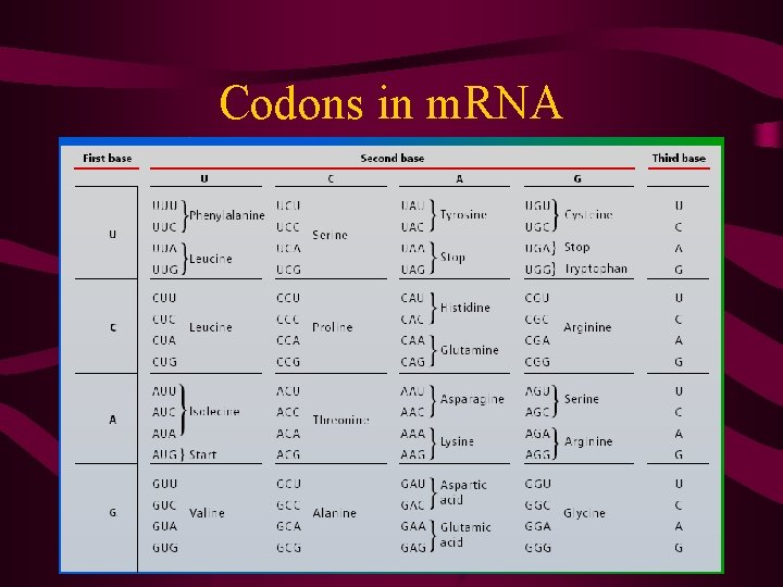 Codons in m. RNA 