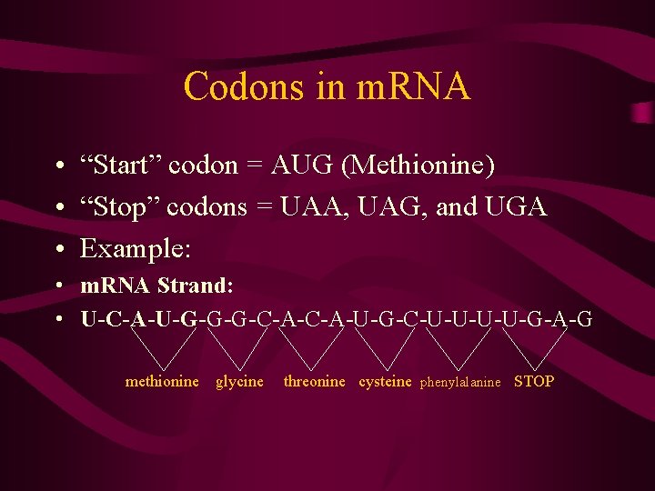 Codons in m. RNA • “Start” codon = AUG (Methionine) • “Stop” codons =