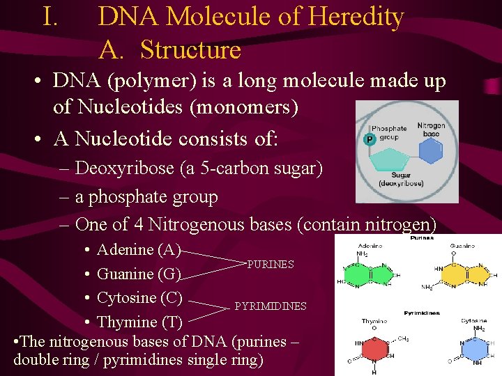 I. DNA Molecule of Heredity A. Structure • DNA (polymer) is a long molecule