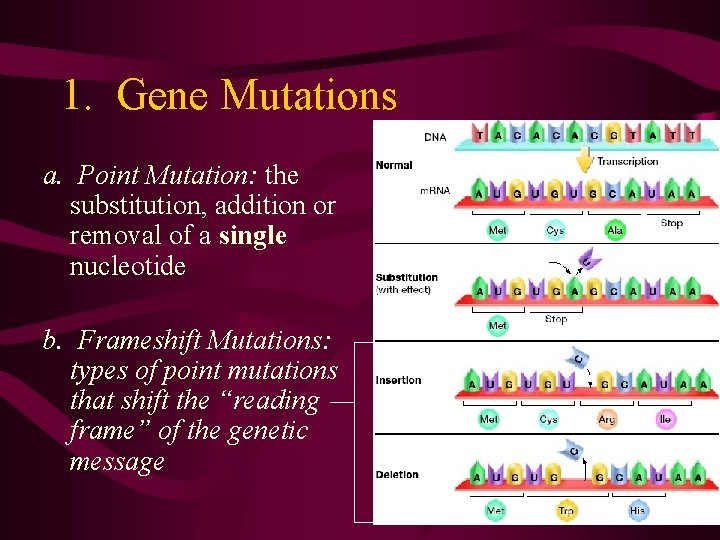 1. Gene Mutations a. Point Mutation: the substitution, addition or removal of a single
