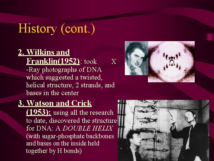 History (cont. ) 2. Wilkins and Franklin(1952): took X -Ray photographs of DNA which