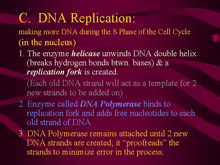 C. DNA Replication: making more DNA during the S Phase of the Cell Cycle