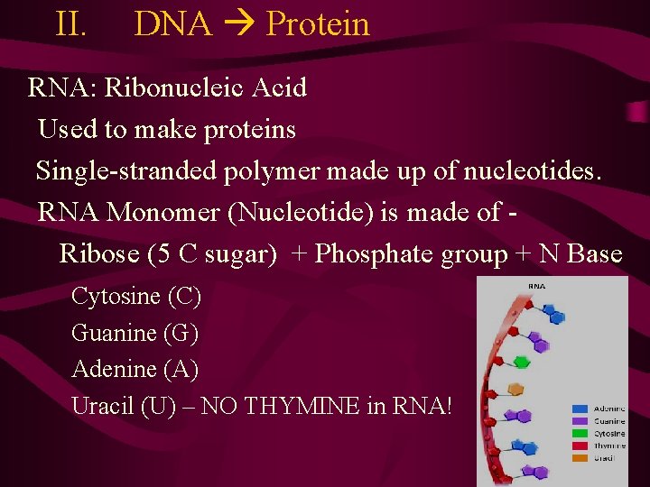 II. DNA Protein RNA: Ribonucleic Acid Used to make proteins Single-stranded polymer made up