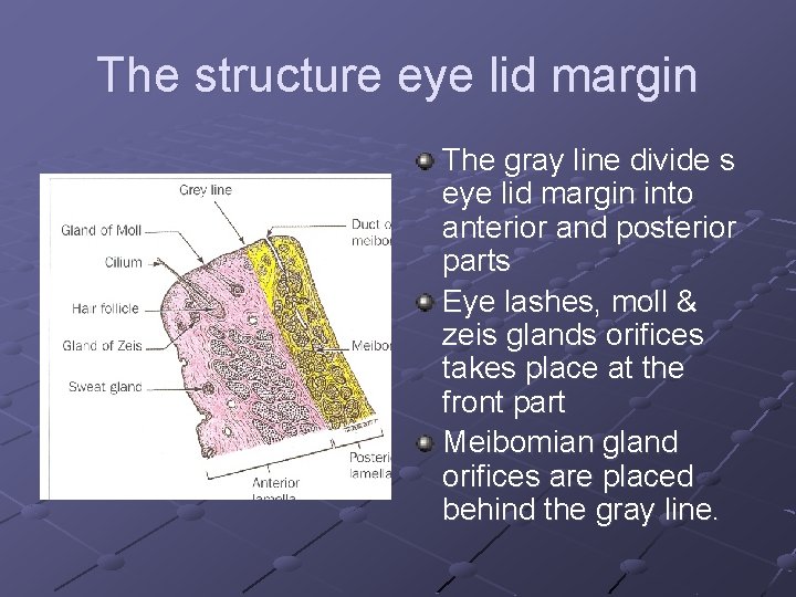 The structure eye lid margin The gray line divide s eye lid margin into