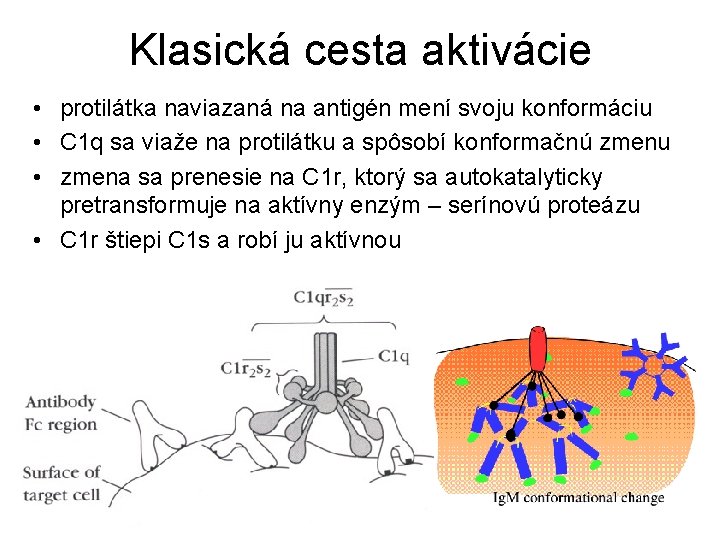 Klasická cesta aktivácie • protilátka naviazaná na antigén mení svoju konformáciu • C 1
