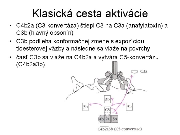 Klasická cesta aktivácie • C 4 b 2 a (C 3 -konvertáza) štiepi C