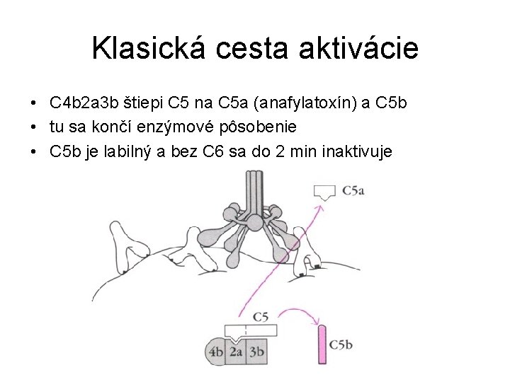 Klasická cesta aktivácie • C 4 b 2 a 3 b štiepi C 5