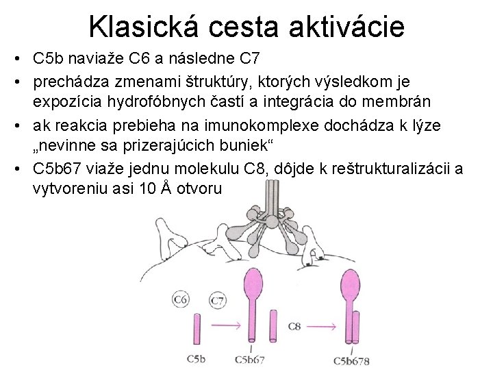 Klasická cesta aktivácie • C 5 b naviaže C 6 a následne C 7