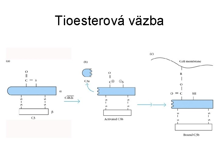 Tioesterová väzba 